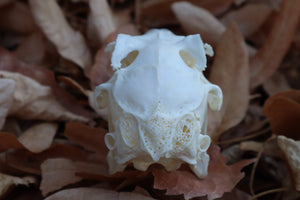 Jack Rabbit Skull