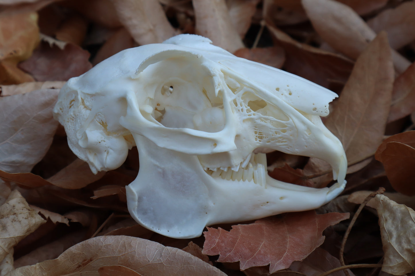 Jack Rabbit Skull