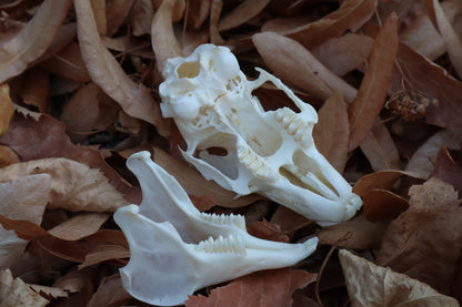 Jack Rabbit Skull
