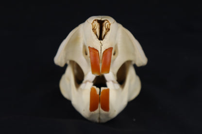Beaver Skull