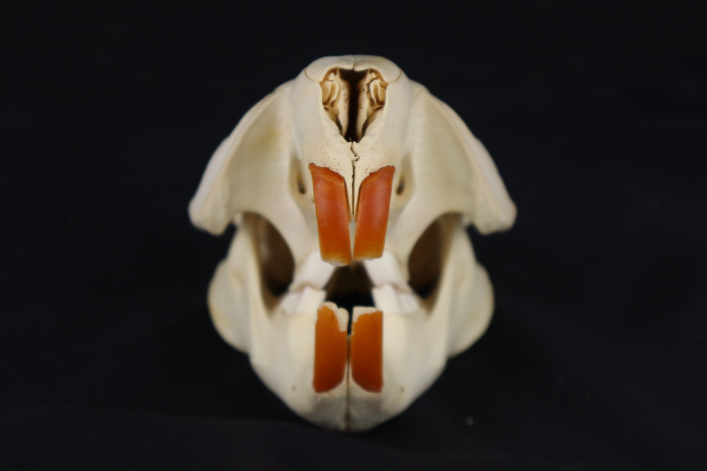 Beaver Skull