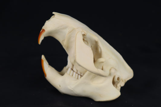 Beaver Skull