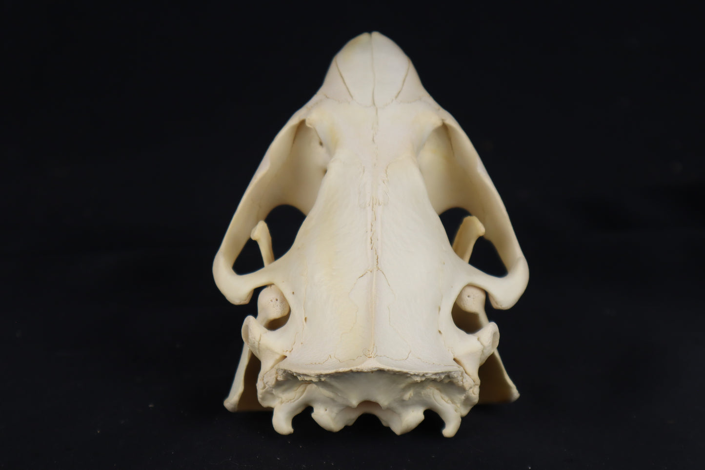 Beaver Skull