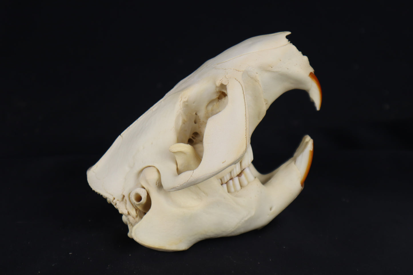Beaver Skull