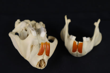 Beaver Skull