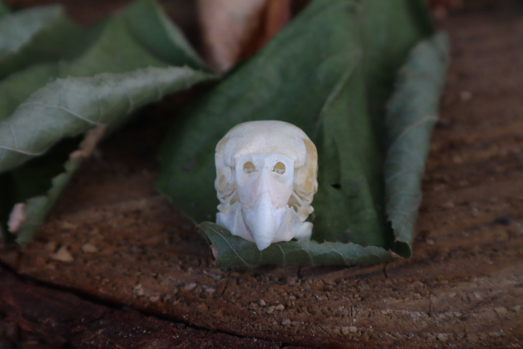 Craft Parakeet Skull