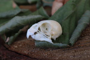 Craft Parakeet Skull