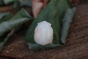 Craft Parakeet Skull