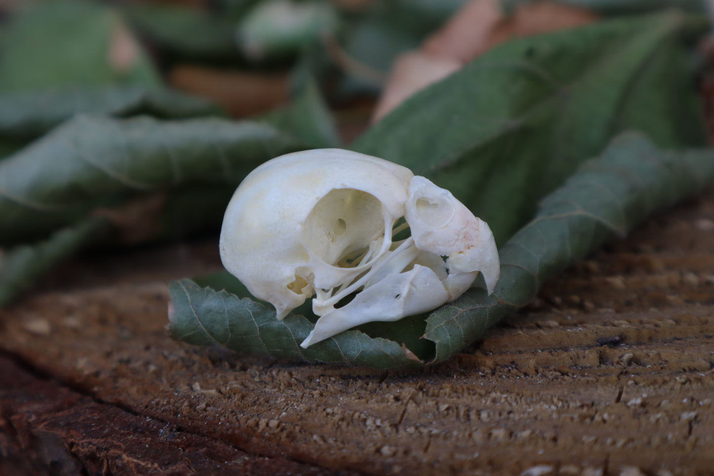 Craft Parakeet Skull