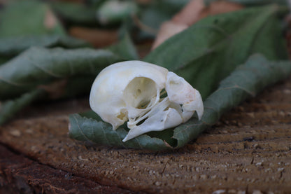 Craft Parakeet Skull