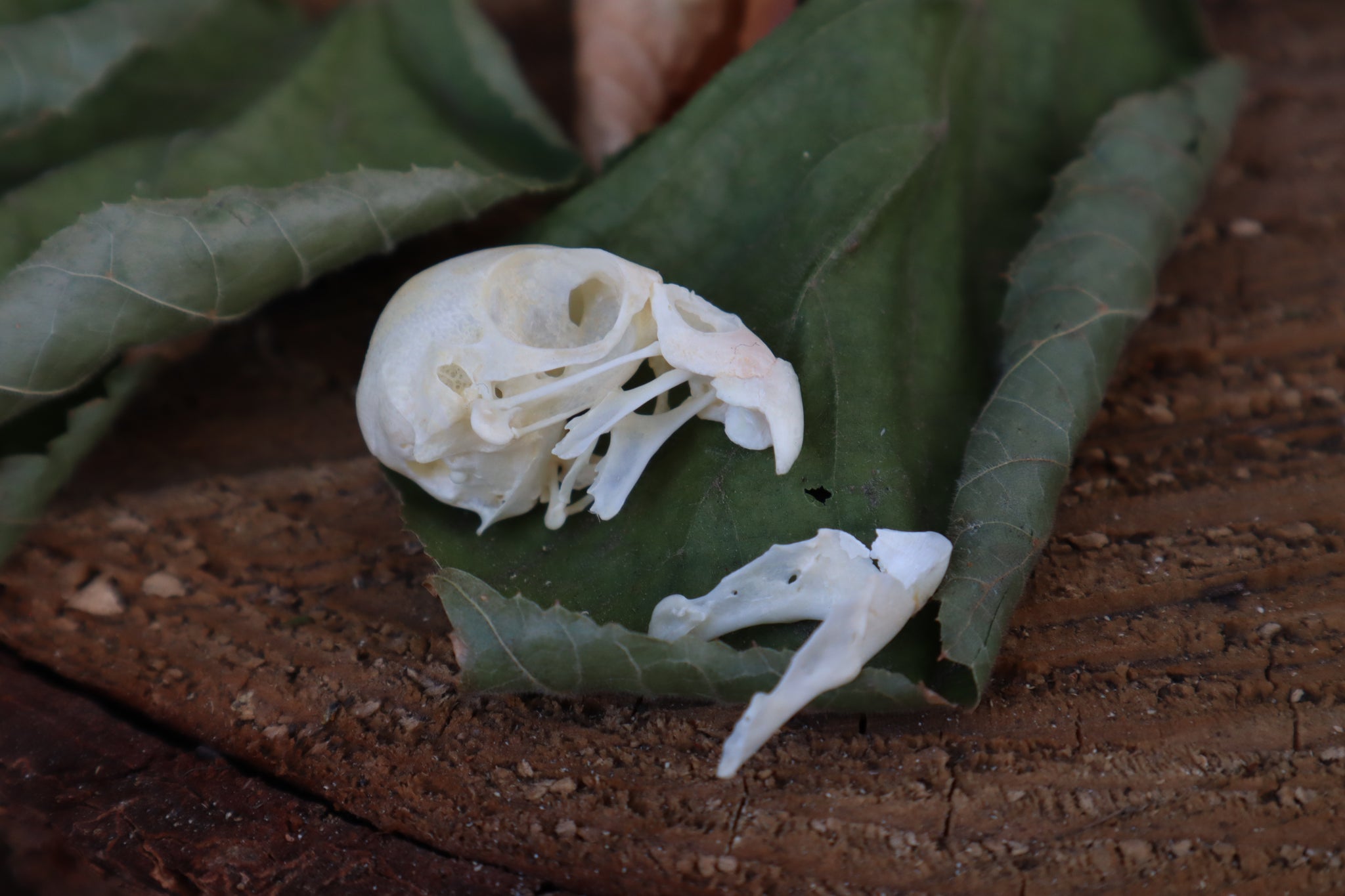 Craft Parakeet Skull