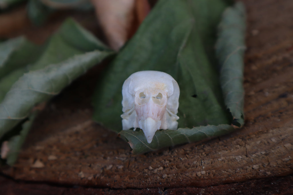 Craft Parakeet Skull