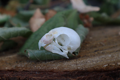 Craft Parakeet Skull