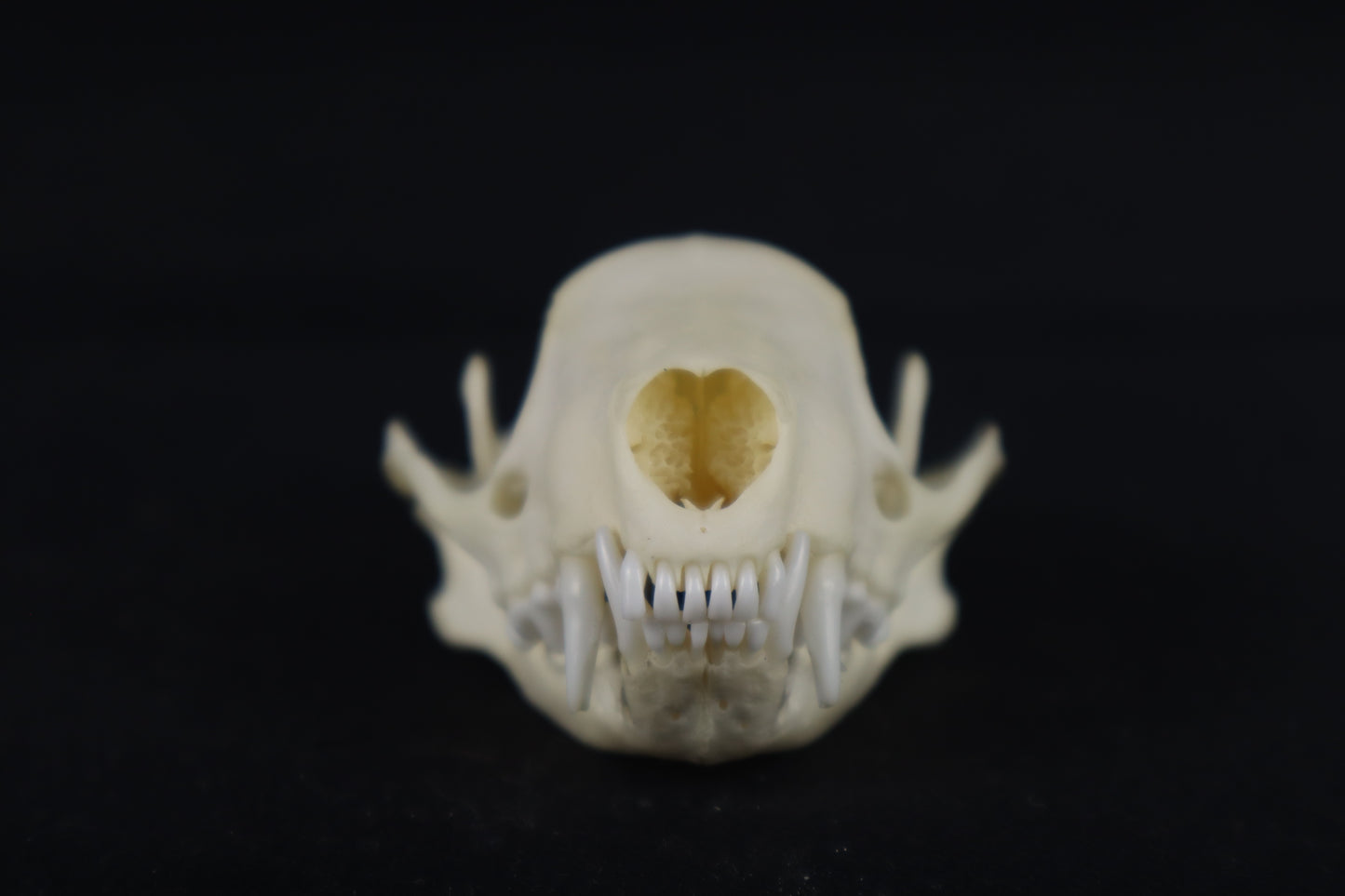 Skunk Skull