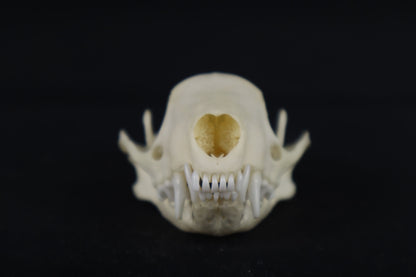 Skunk Skull