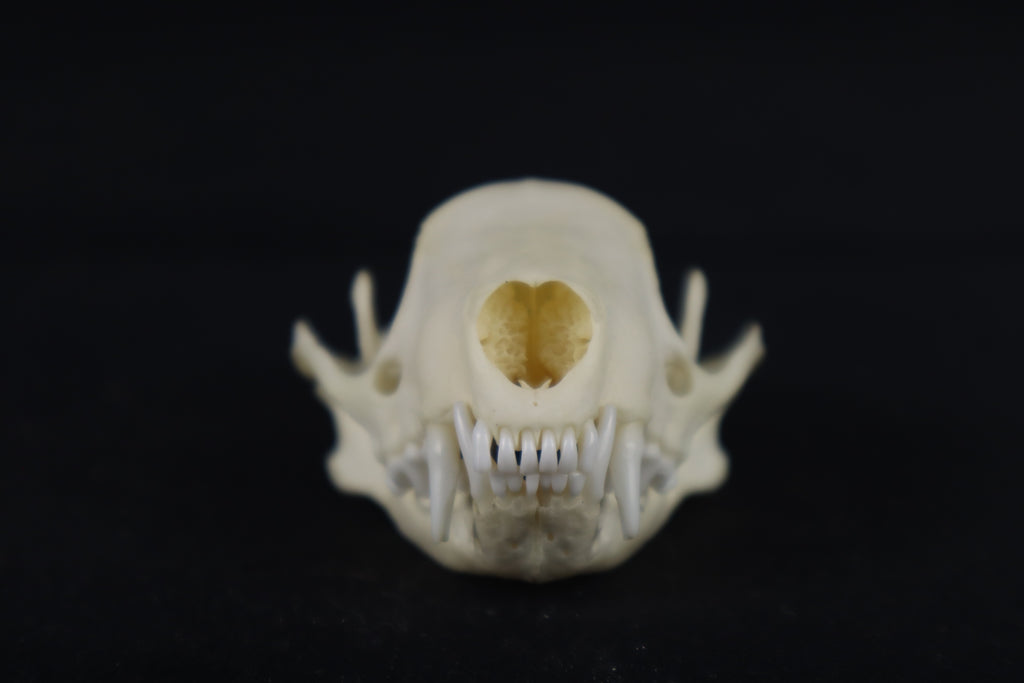 Skunk Skull