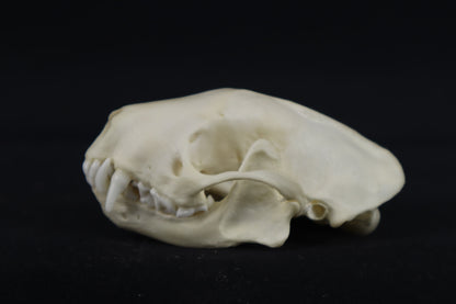 Skunk Skull