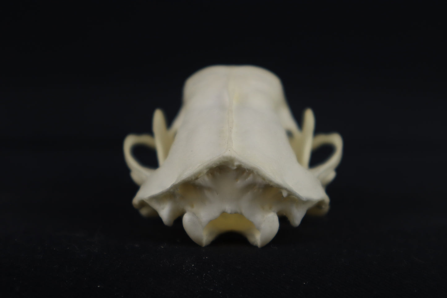 Skunk Skull