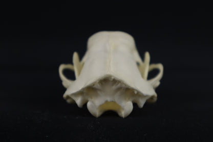 Skunk Skull