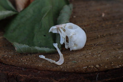 Craft Parakeet Skull