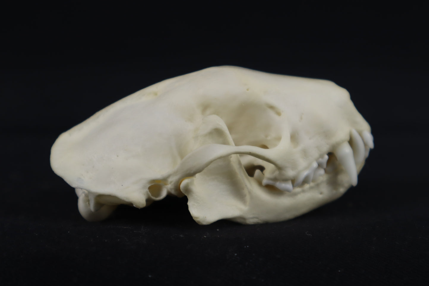 Skunk Skull