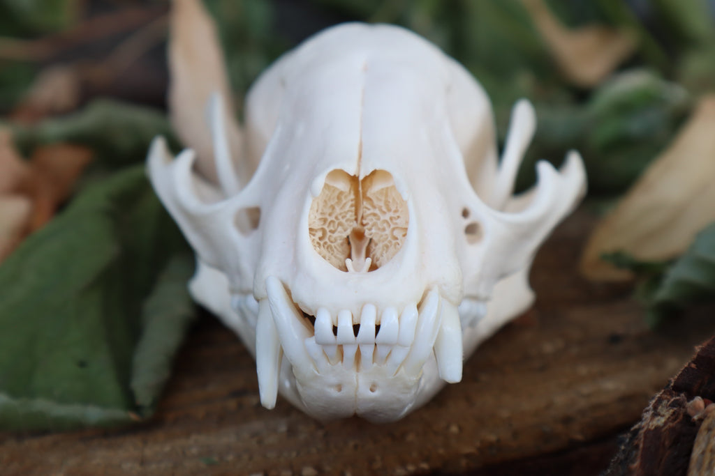 Raccoon Skull