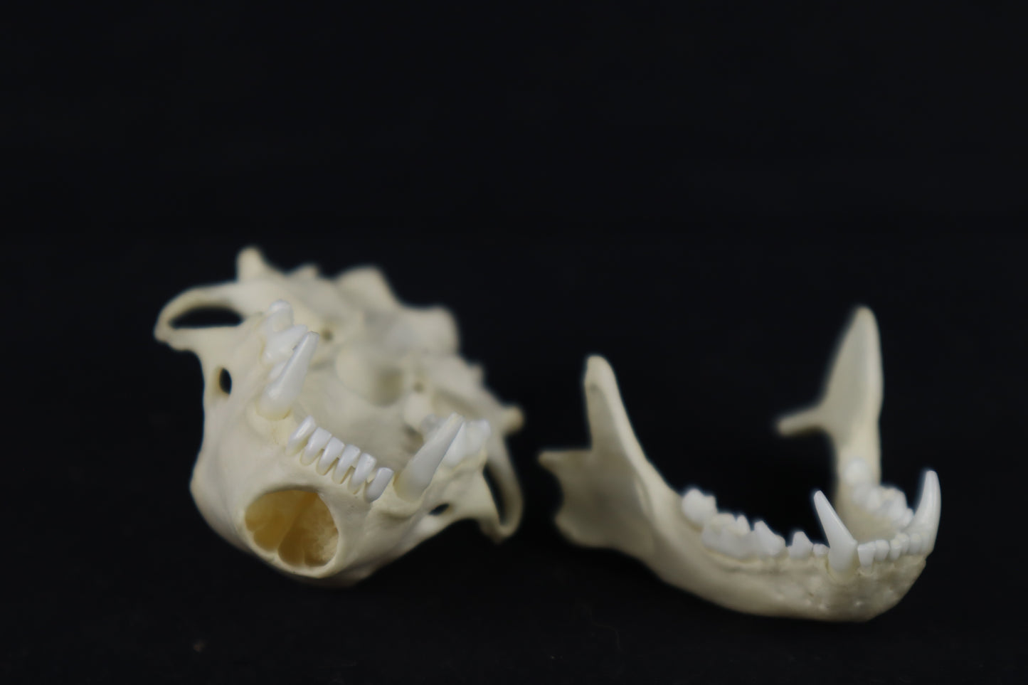 Skunk Skull