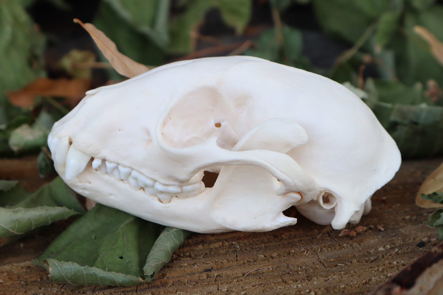 Raccoon Skull