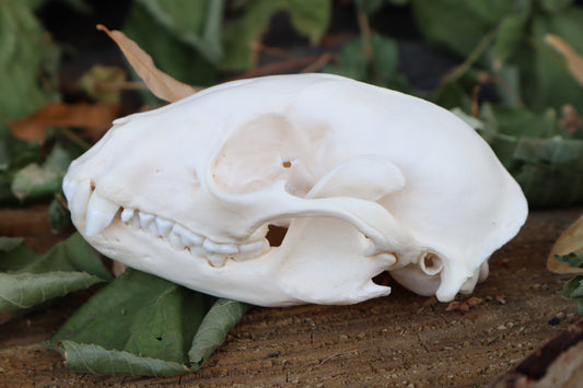 Raccoon Skull