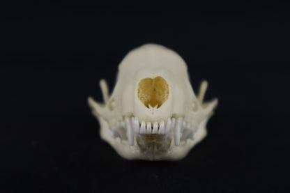 Skunk Skull