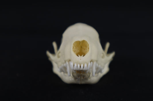 Skunk Skull