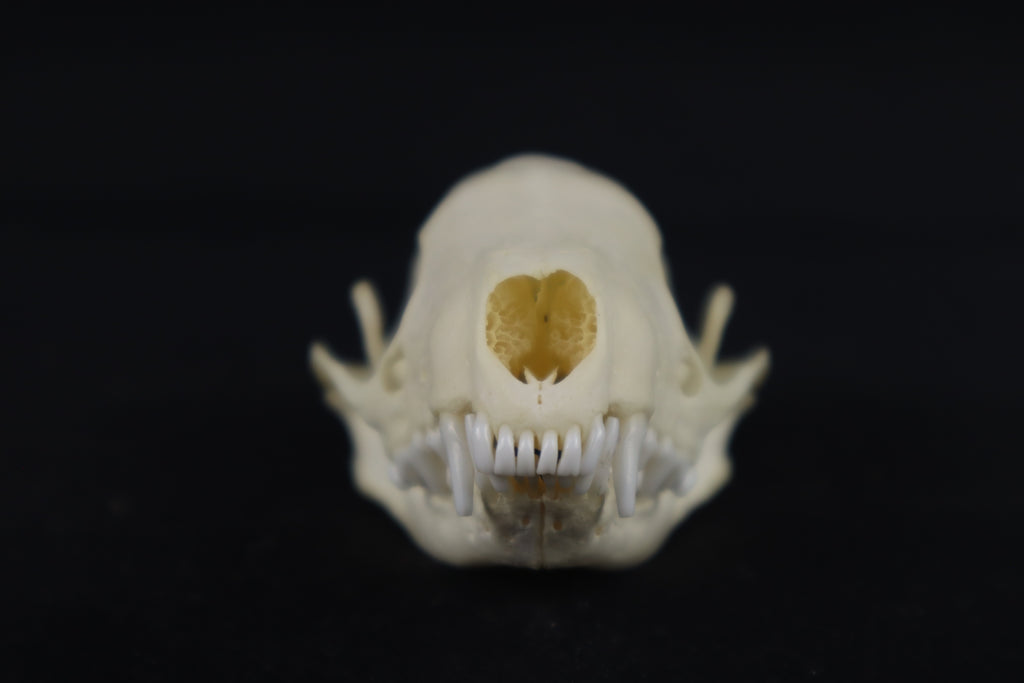 Skunk Skull