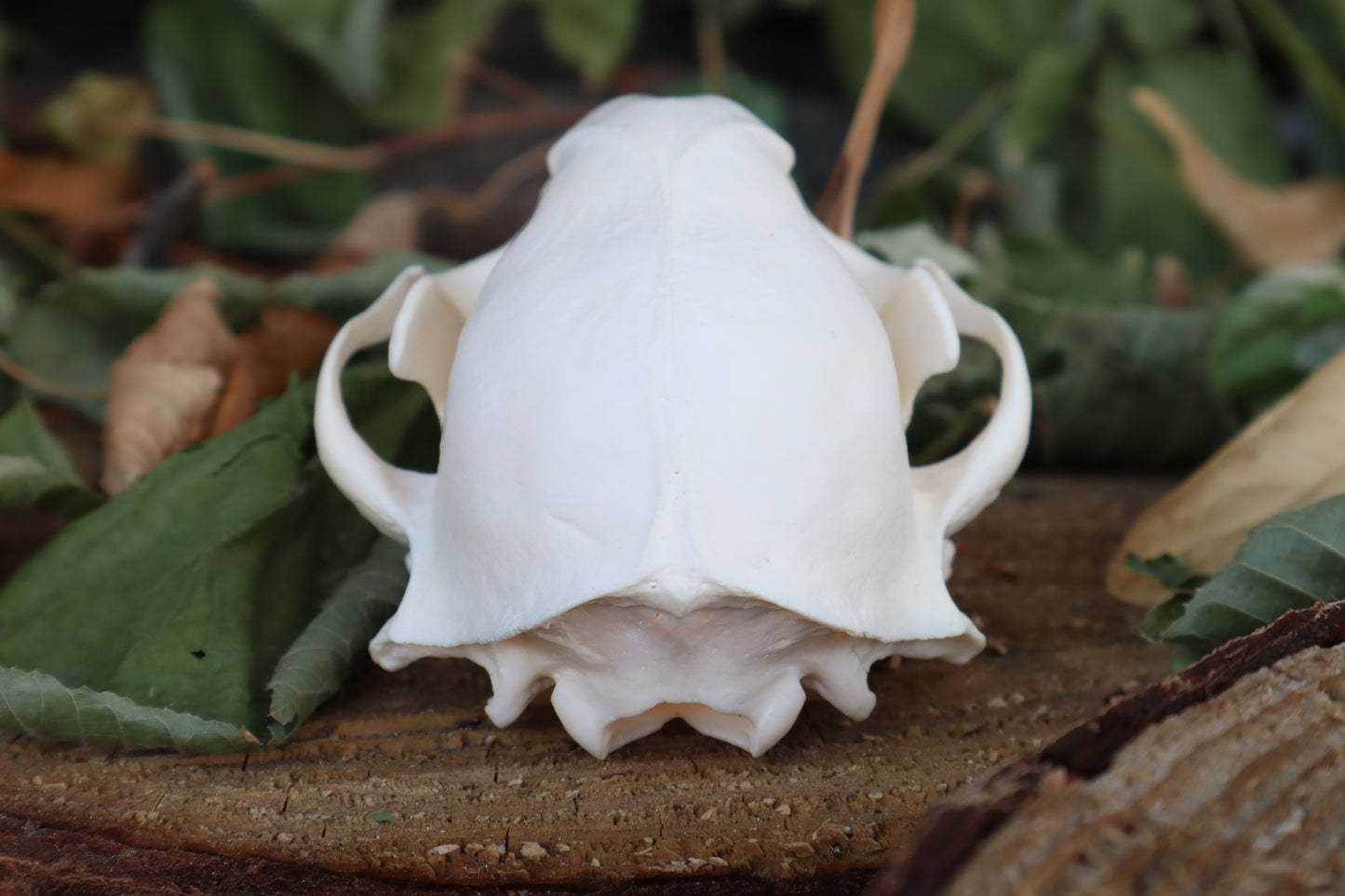 Raccoon Skull