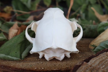 Raccoon Skull
