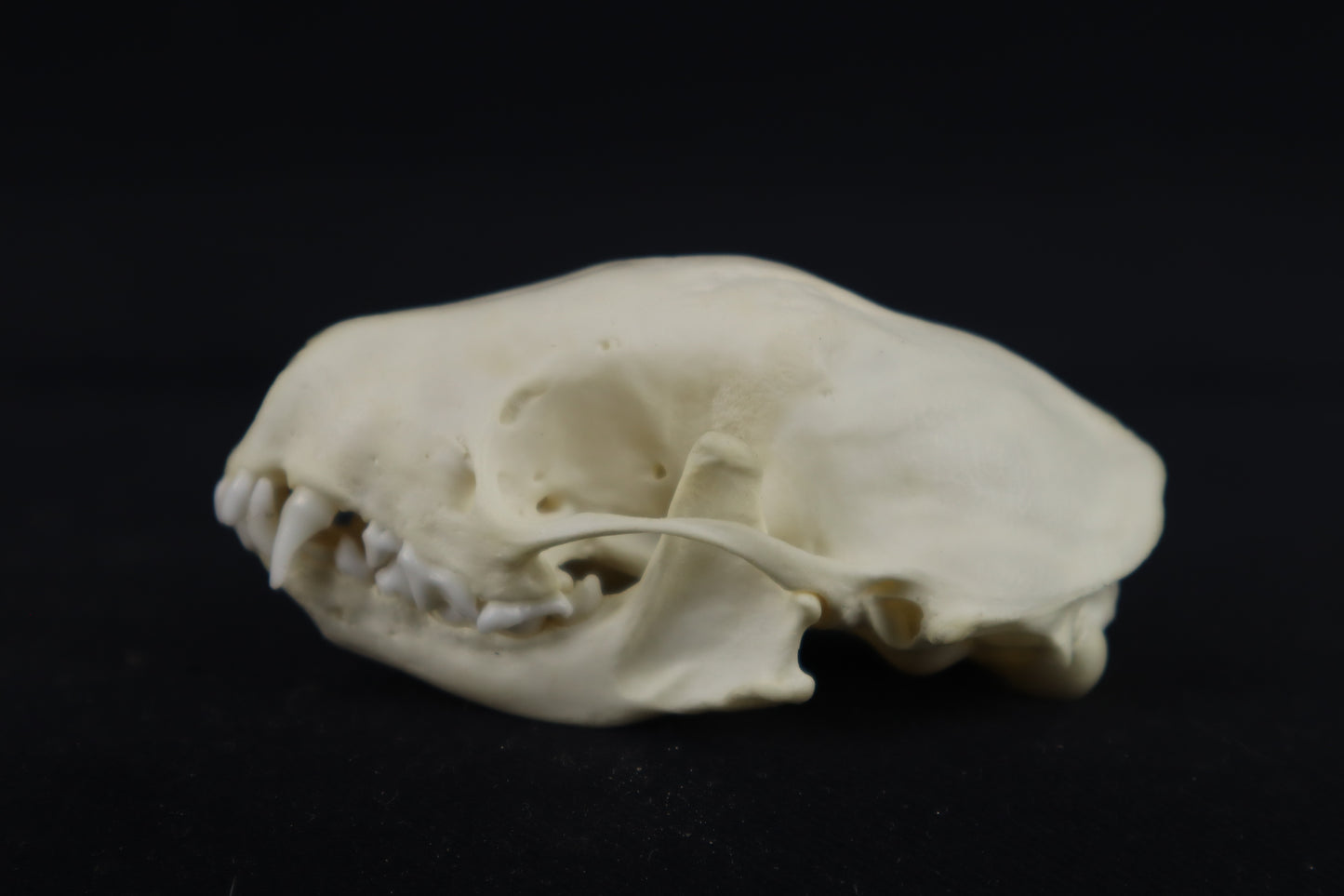 Skunk Skull
