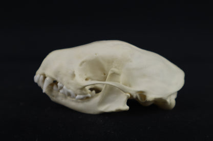 Skunk Skull