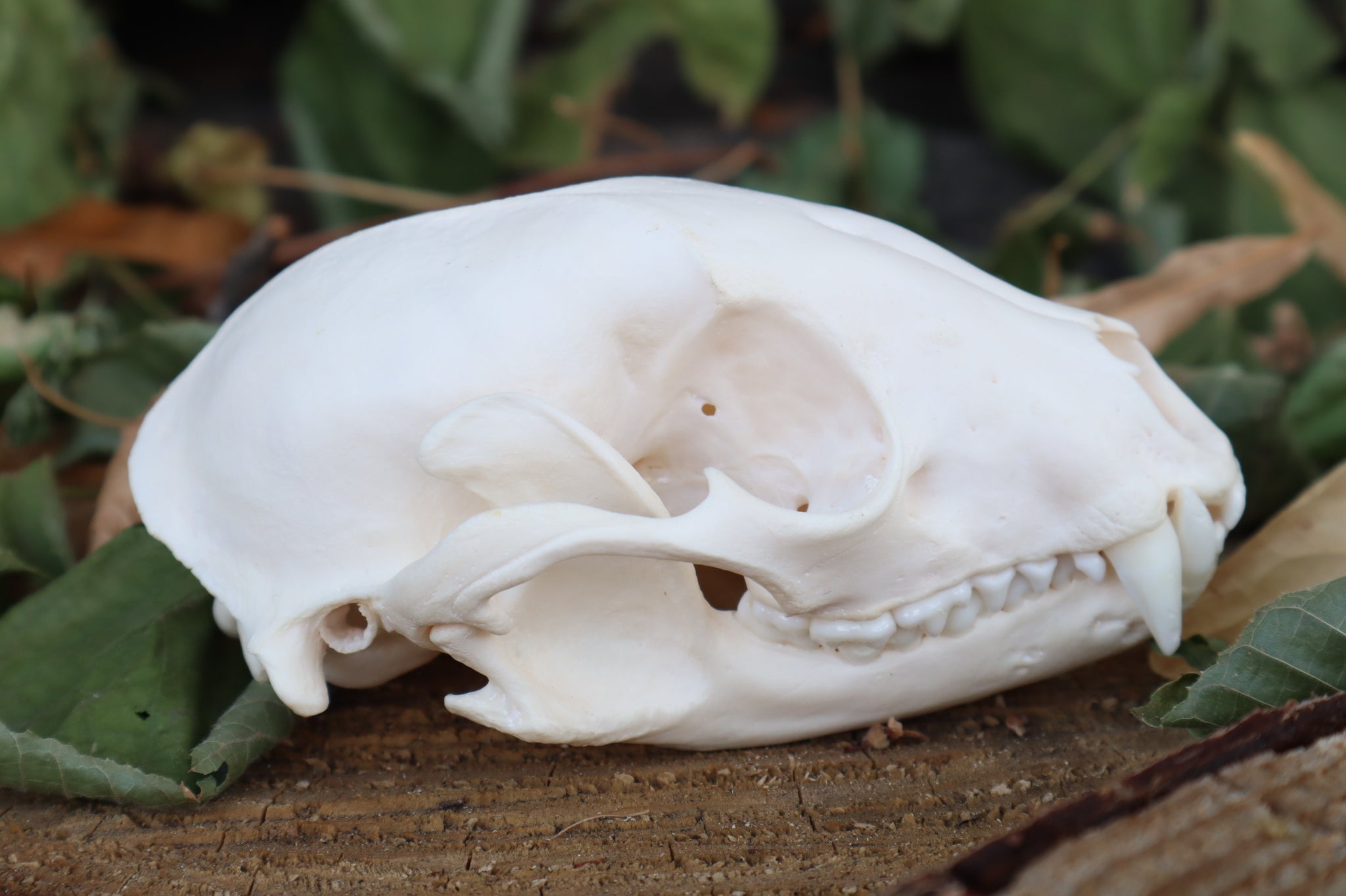 Raccoon Skull