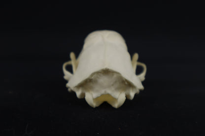 Skunk Skull