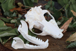 Raccoon Skull