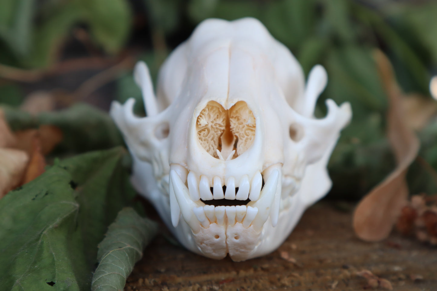 Raccoon Skull