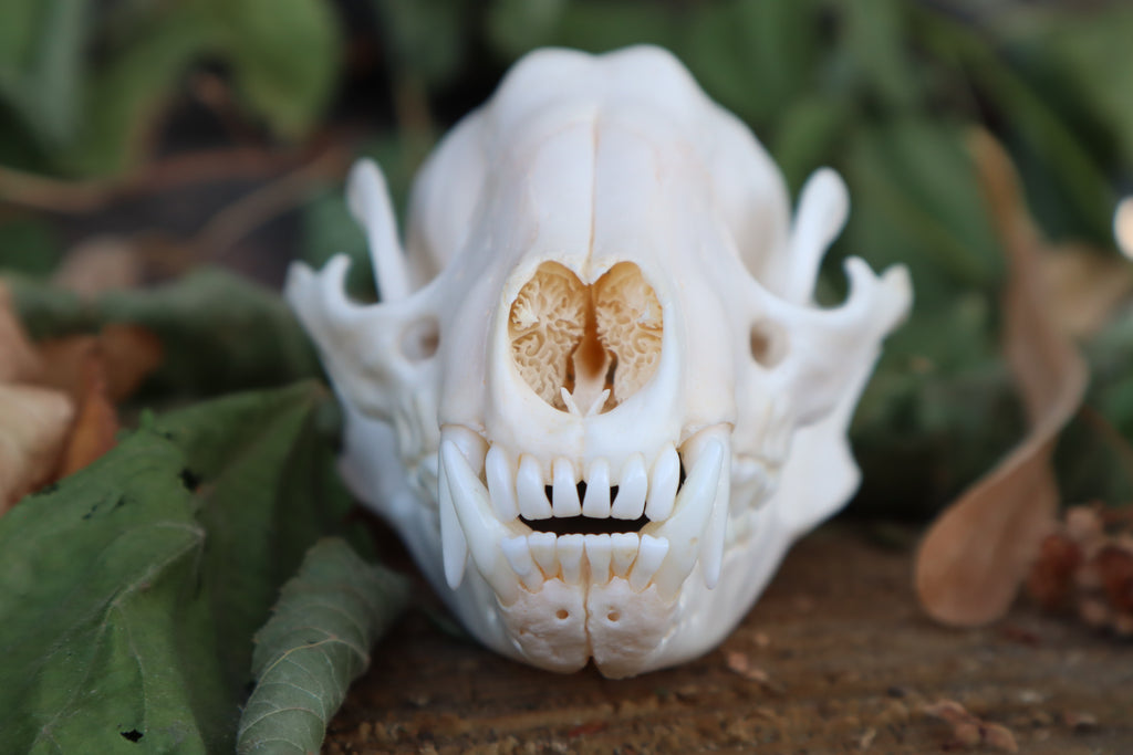 Raccoon Skull