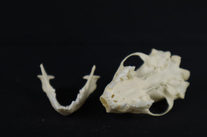 Skunk Skull
