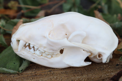 Raccoon Skull