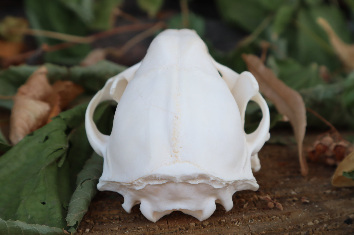 Raccoon Skull