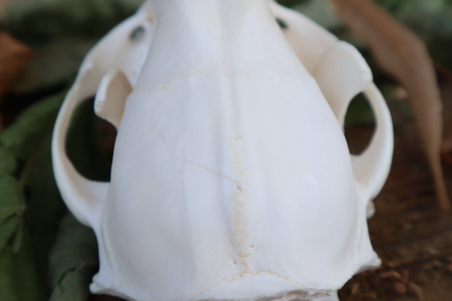 Raccoon Skull