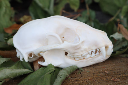 Raccoon Skull