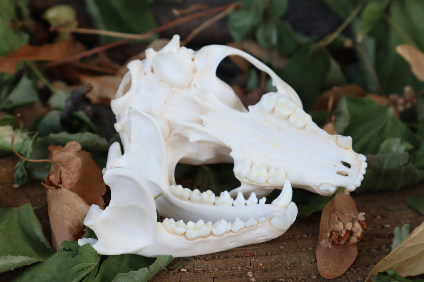 Raccoon Skull