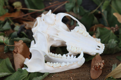 Raccoon Skull