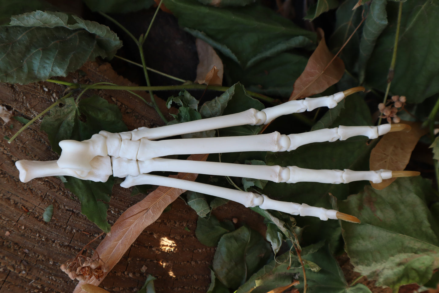 Bobcat Paw Articulation