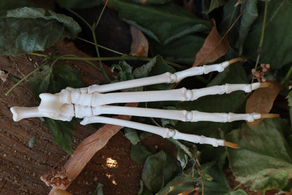 Bobcat Paw Articulation